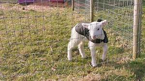 64 reactions · 9 comments | Welcome Larry the lamb. Many years ago...