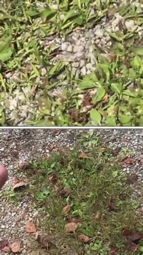 does “table salt” REALLY kill weeds (sodium chloride) so simple