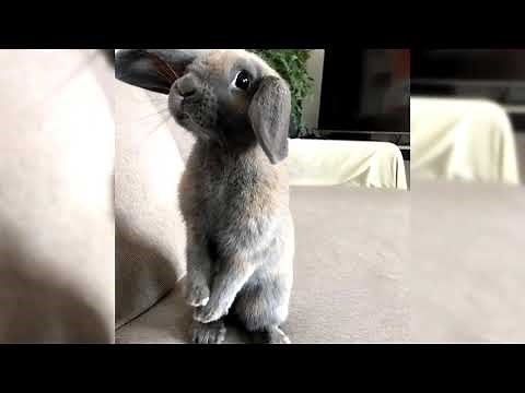 Mini Lop. Pros and Cons, Price, How to choose, Facts, Care, History