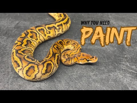 Paint will Save the Future of Ball Pythons