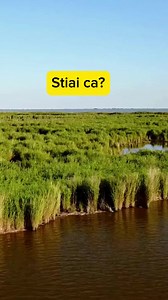 Cateva curiozitati despre Delta Dunarii pe care sigur nu le stiai. #viral #fyp #fy #romania #noiembrie #romaniamagica #foryou #bucuresti #foryoupage #romania #romaniafrumoasa #bucharest #superstitii #romaniamagica #toamna #autumn #fall #mituri | Povestea Noastră