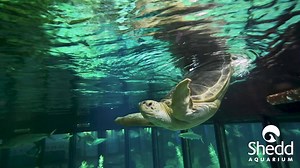 23K views · 602 reactions | Happy World Sea Turtle Day! Green sea turtle Nickel has quite a story, one that's inspired countless visitors since her arrival to Shedd in 2003. In 1998, she was found in Florida, injured from an accident with a boat propeller that left her with buoyancy problems. Five years later, she came to Shedd's Caribbean Reef, where she swims in a characteristic rump-up fashion, serving as a powerful animal ambassador for her species! | Shedd Aquarium | Facebook