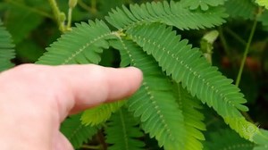 How the Sensitive Plant Reacts to Touch | Britannica