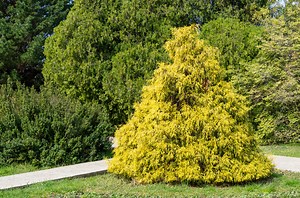 How To Prune Gold Thread And Gold Mop Cypress - Hunker