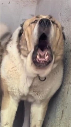 kangal dog vs putball Caucasian Shepherd dogo argentino alabai#trending#shortsvideos