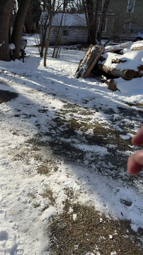 Understanding Cardinal Bird Symbolism and Habitat