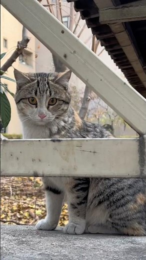 Feral Cats: Understanding Their World and How to Help Them