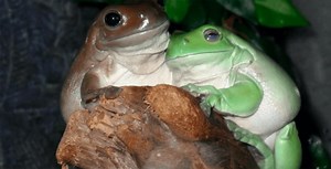 The Australian White's Tree Frog