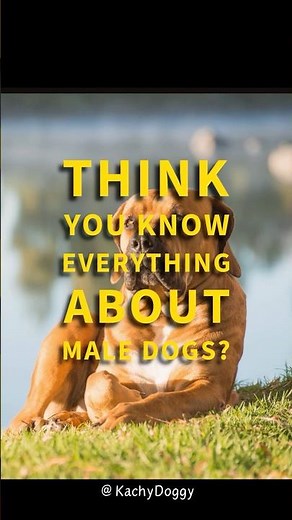 5 Crazy Facts About Male Dogs You Never Knew! No.5 Will Shock #shorts