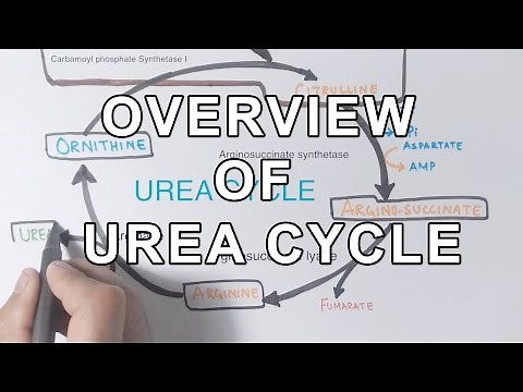 Overview of UREA CYCLE