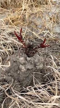 How Far Down Do Crawfish Burrow?