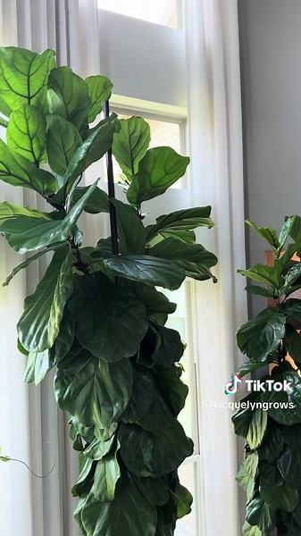Rubber Tree Pruning Tips for Healthy New Growth