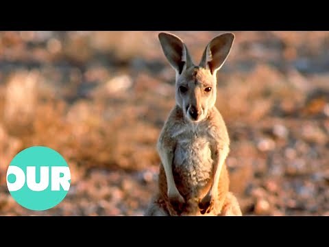 How Red Kangaroo's Survive In The Deadly Australian Outback | Our World
