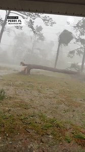 14K views · 232 reactions | 85mph winds! A resident in Perry, Florida, captured this wild video of a tree snapping and crashing down in front of his house as Hurricane Idalia blew through the region. | AccuWeather | Facebook