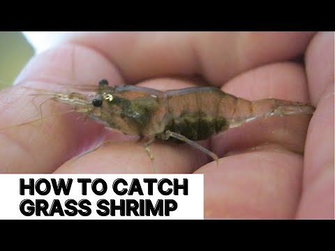 How to Catch Grass Shrimp