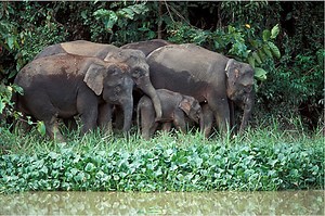 Bornean Elephant (Elephas maximus borneensis)