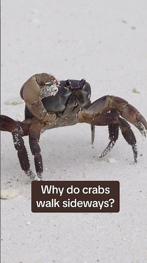Crabs move faster and more easily walking sideways! #naturepbs #wildlife #animalshorts #crab #ocean