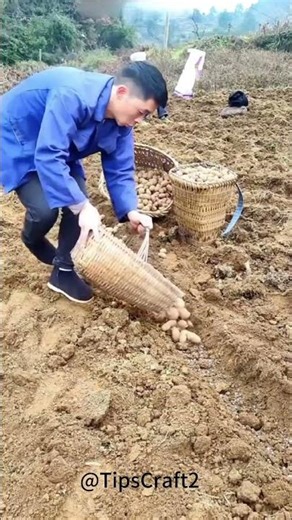 🥔 A step-by-step guide to growing potatoes, from selecting seeds to harvesting!