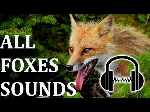 30+ FOX SOUNDS! What sound does a fox make?