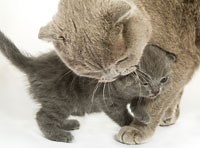 How To Scruff Your Cat