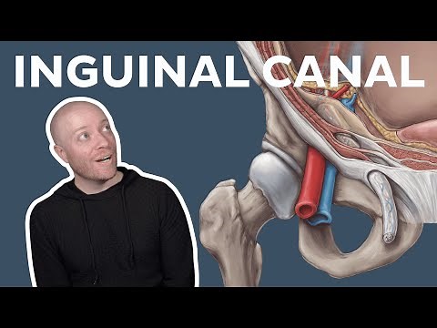 Anatomy of the inguinal canal | Kenhub