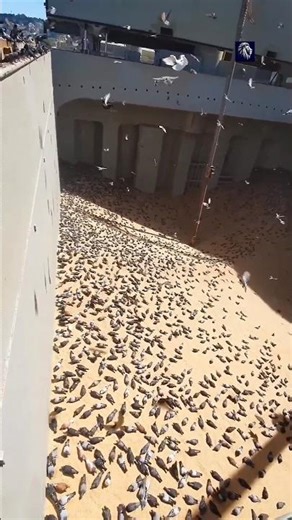 Why Grain Ships Don’t Cover Their Cargo From Birds 😱
