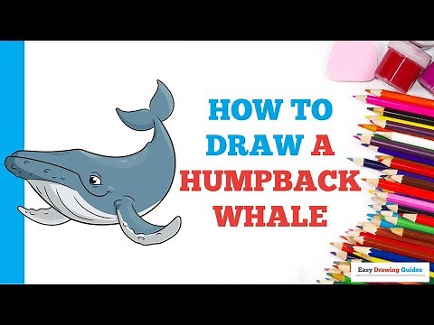 How to Draw a Humpback Whale in a Few Easy Steps: Drawing Tutorial for Beginner Artists