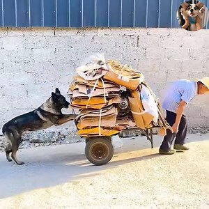 1.2M views · 10K reactions | A kind dog who loves to help people 殺殺殺 #Dogs #CuteDogs #LoveDog #SmartDogs Join my group :  Dog Lovers . Thank you so much ❤ | Dogs World | Facebook