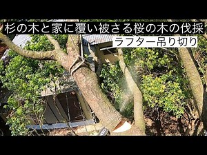 【杉の木と家に覆い被さる桜の木の伐採】25トンラフター吊り切り