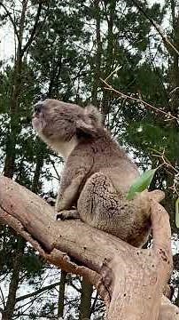 🐨 Ever wondered what sounds a koala makes?