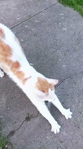 when you try to take a cute video but animal instincts and toots take control #cat @justbrittwilder