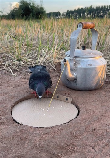Effective Techniques for Building Bird Traps
