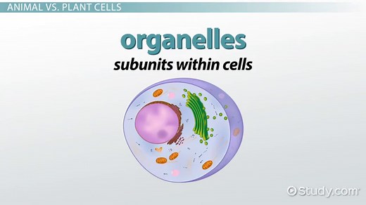 Chloroplast | Definition, Function & Parts