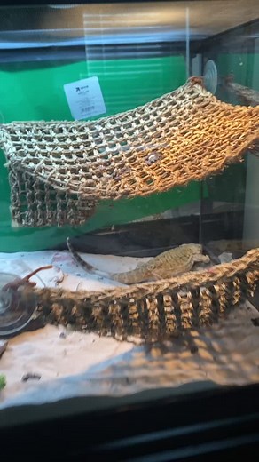 Come back for part two #FYP #BeardedDragon #CageCleaning ￼