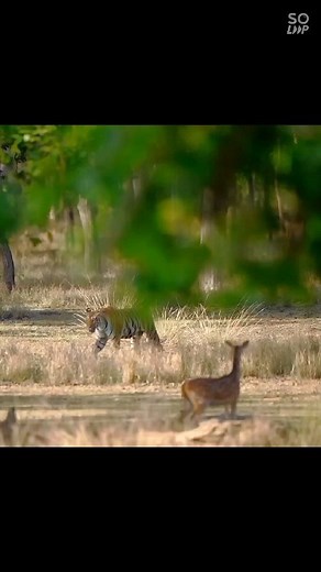 40K views · 391 reactions | The Jungle Story ( Prey And The Predator) Hello, Welcome To Ranthambore Tiger Reserve. If You Are Planning To Enjoy Wildlife Safari In Rajasthan, Explore Ranthambore Tiger Reserve . Go on a tiger's trail, Hike up to Ranthambore Fort, Jungle Safari in Ranthambore . Book Jungle Safari and Enjoy Tiger Sighting.  +918742858691 www.ranthambhorewildlife.com E-mail: mail@ranthambhorewildlife.com #viral #trending #reels #instagram | Ranthambhorewildlife | Facebook