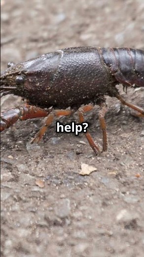 Crayfish Molting: A Fascinating Process #crawfish