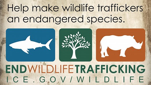 Wildlife Trafficking: Why battling this illicit trade is crucial