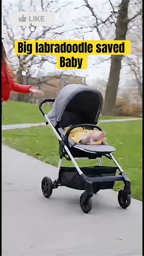 Big labradoodle saved Baby