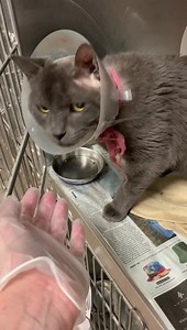 I was transferred to Tree House Humane Society. FULLY VETTED AT CACC DAPPER - ID #A229440 Male (neutered) / 2 years Cage # A37 Stray found @ 4000 E 134th St Intake date:7/1/21 This guy is as beautiful as he is sweet! He just needs a little time to heal. ------☆☆☆☆--------☆☆☆☆------ WANT TO FOSTER? The cats featured on this page are available for direct adoption and/or transfer at Chicago Animal Care & Control. If you are interested in adopting a cat featured on the page, and the profile says "Av