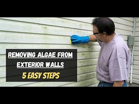 5 Easy Steps to Removing Algae from Exterior Walls