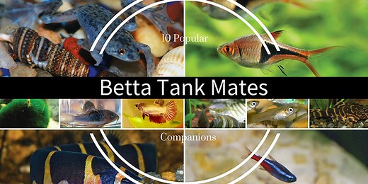 10 Safe Betta Fish Tank Mates & Companions | Bettafish.org