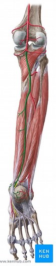 Arteries of the leg and foot