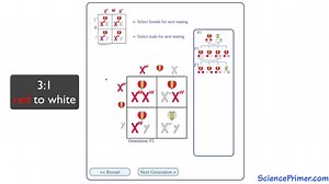 X-Linked Inheritance | Science Primer