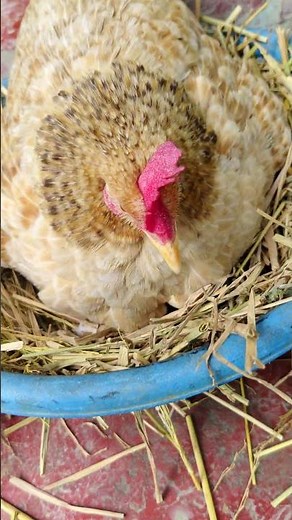 Beautiful Backyard 2 Chickens Egg Hatching at Home Success 🐣 #shorts
