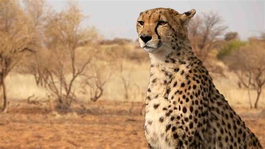 A predator is released - and prey behavior changes instantly