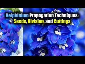 Delphinium Propagation Techniques: Seeds, Division, and Cuttings