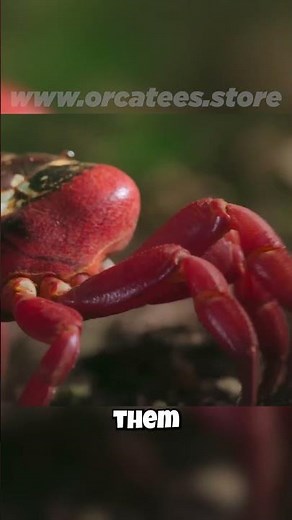 🦀 Crabs: Why the Sideways Strut? 🦀 Their Unique Walk Explained!