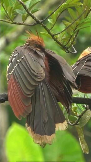 Hoatzin: The Stinkbird Is Real — and It’s Glorious!