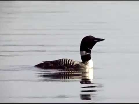 Loon Call: Wail