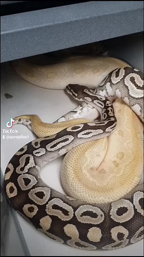 Snake Mating Process Explained | Snake Reproduction Facts